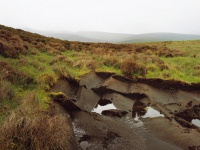What's inside potting mix? What's inside potting mix?