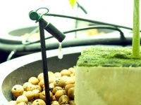 Using run-to-waste systems with inert substrates Using run-to-waste systems with inert substrates